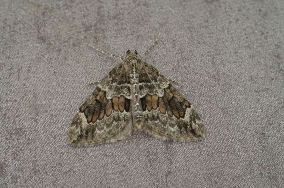 Spruce Carpet Kent Moths