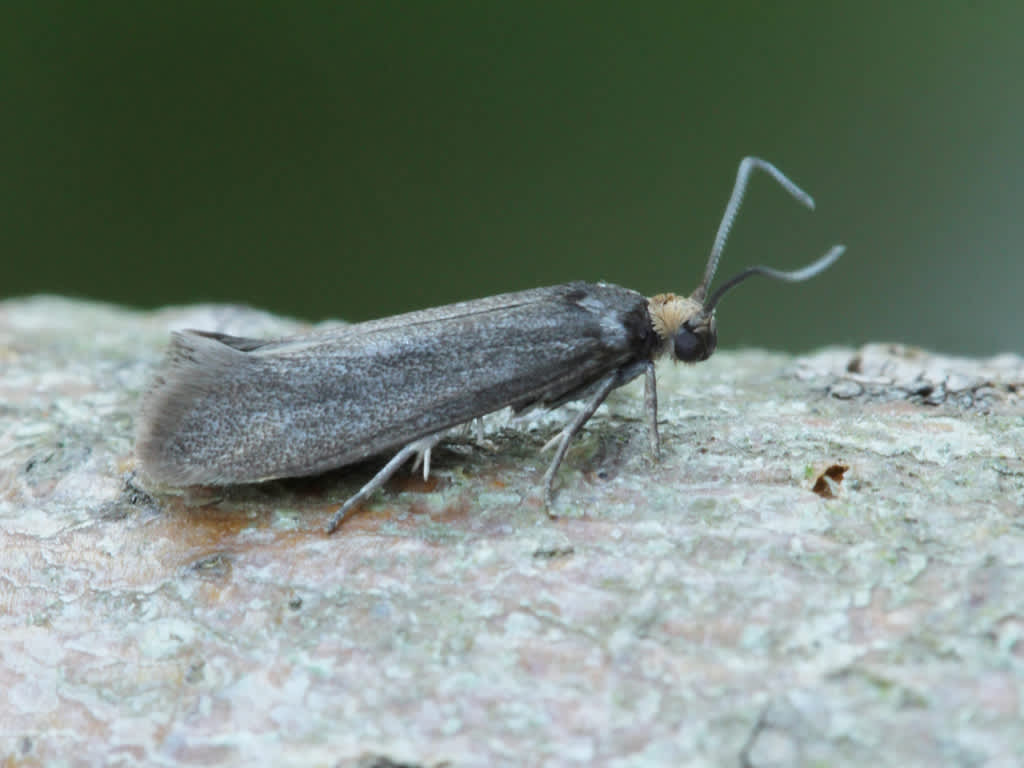 Dark Ash-bud Moth (Prays ruficeps) photographed in Kent by D Beadle 