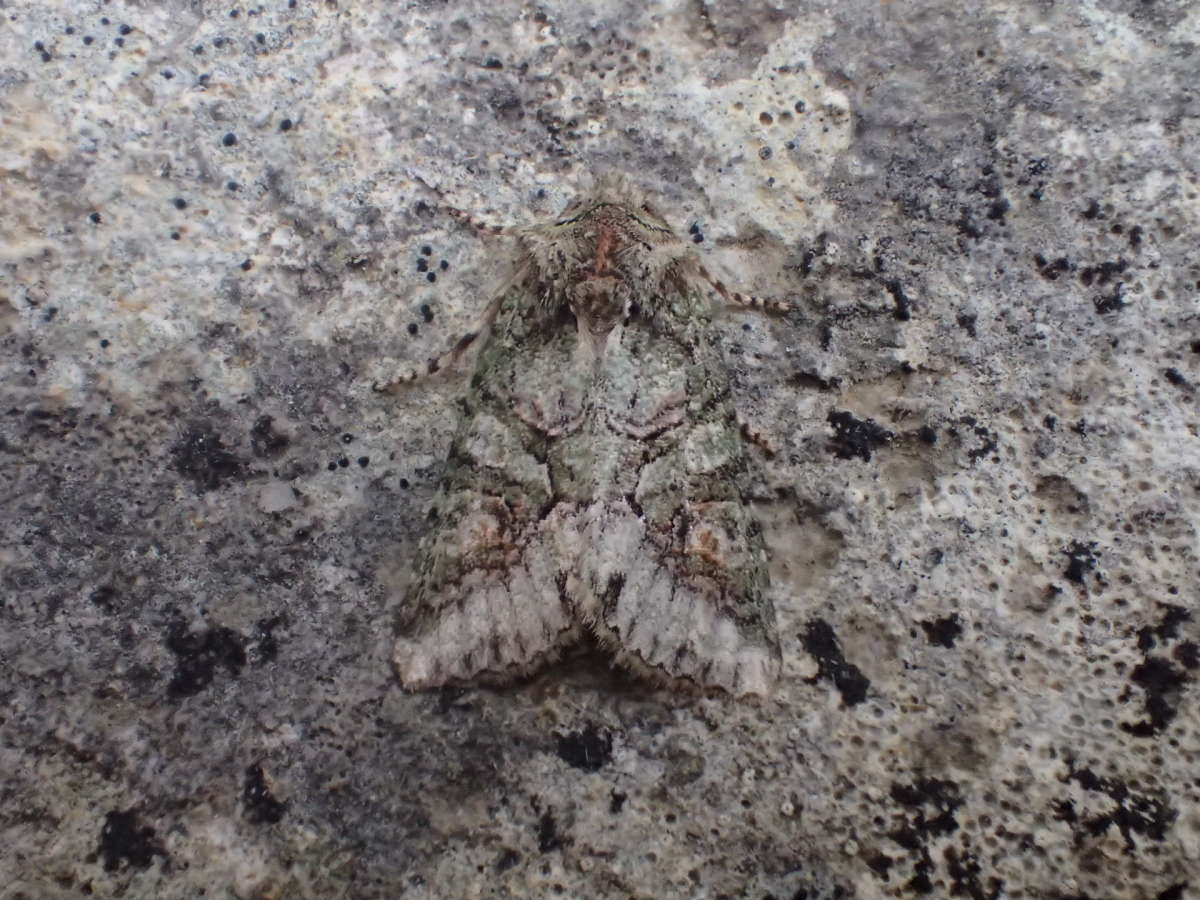 Southern Brindled Green (Dryobotodes roboris) photographed in Kent by Dave Shenton 