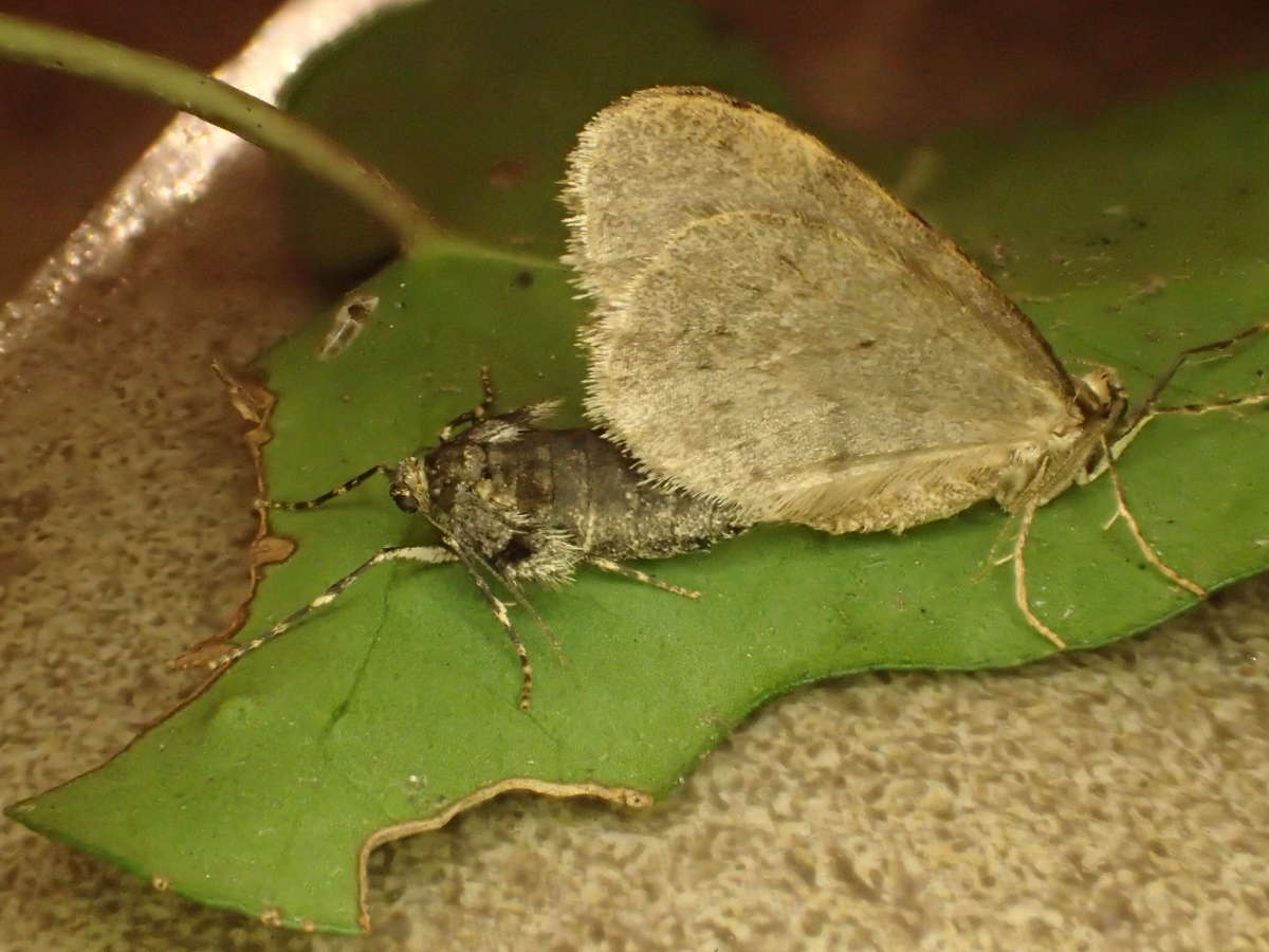 Winter Moth Kent Moths