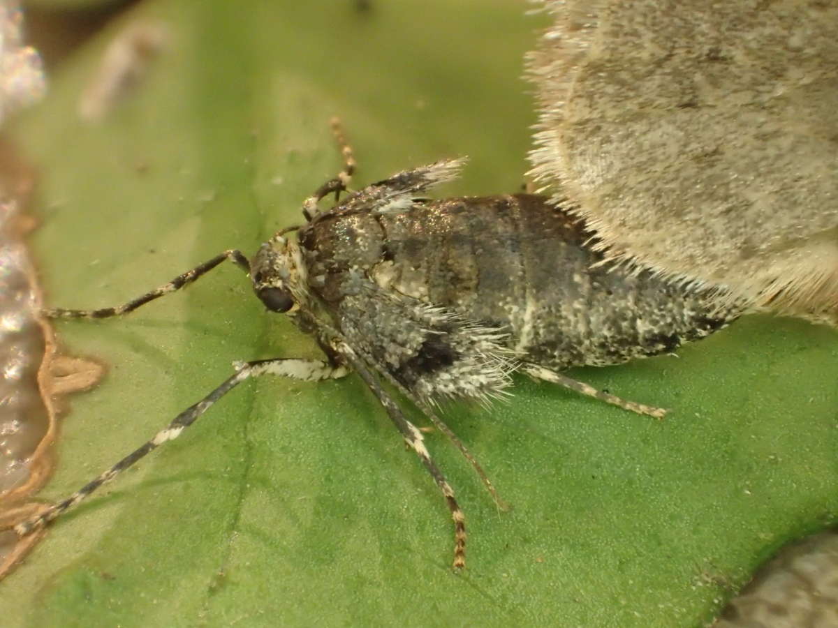 Winter Moth Kent Moths