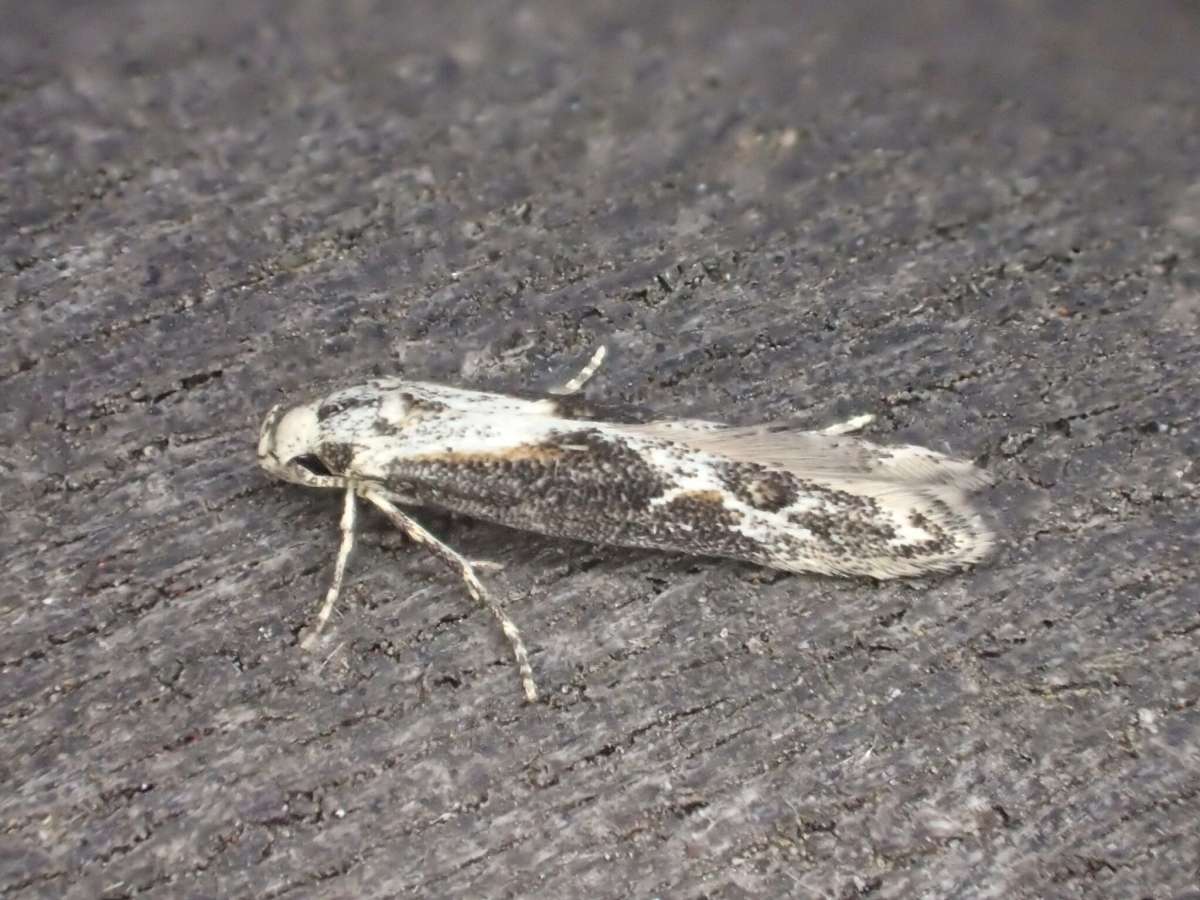 Hawthorn Cosmet (Blastodacna hellerella) photographed in Kent by Dave Shenton 