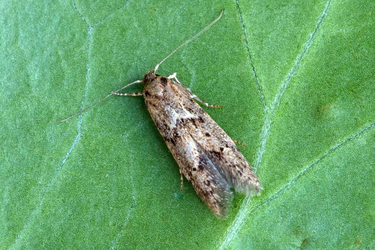 Sussex Dowd (Blastobasis vittata) photographed at Boughton-under-Blean  by Peter Maton 