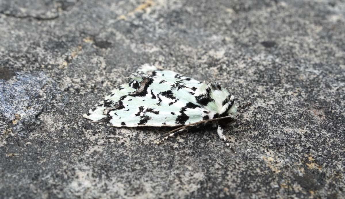 Scarce Merveille du Jour (Moma alpium) photographed in Kent by Dave Shenton 