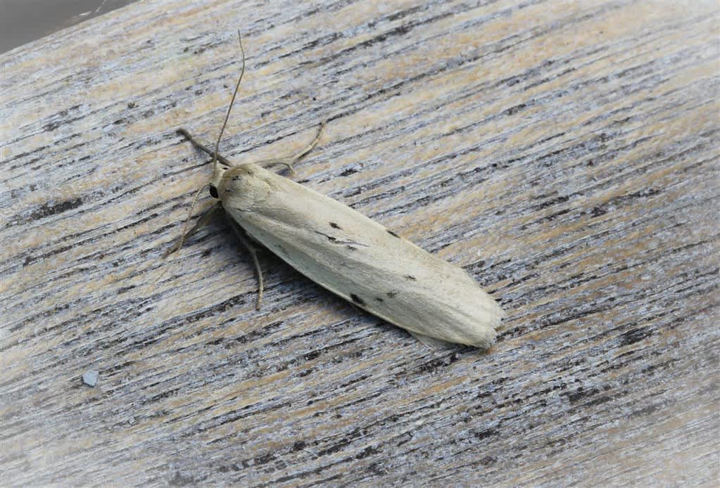 Dotted Footman (Pelosia muscerda) photographed in Kent by Carol Strafford 