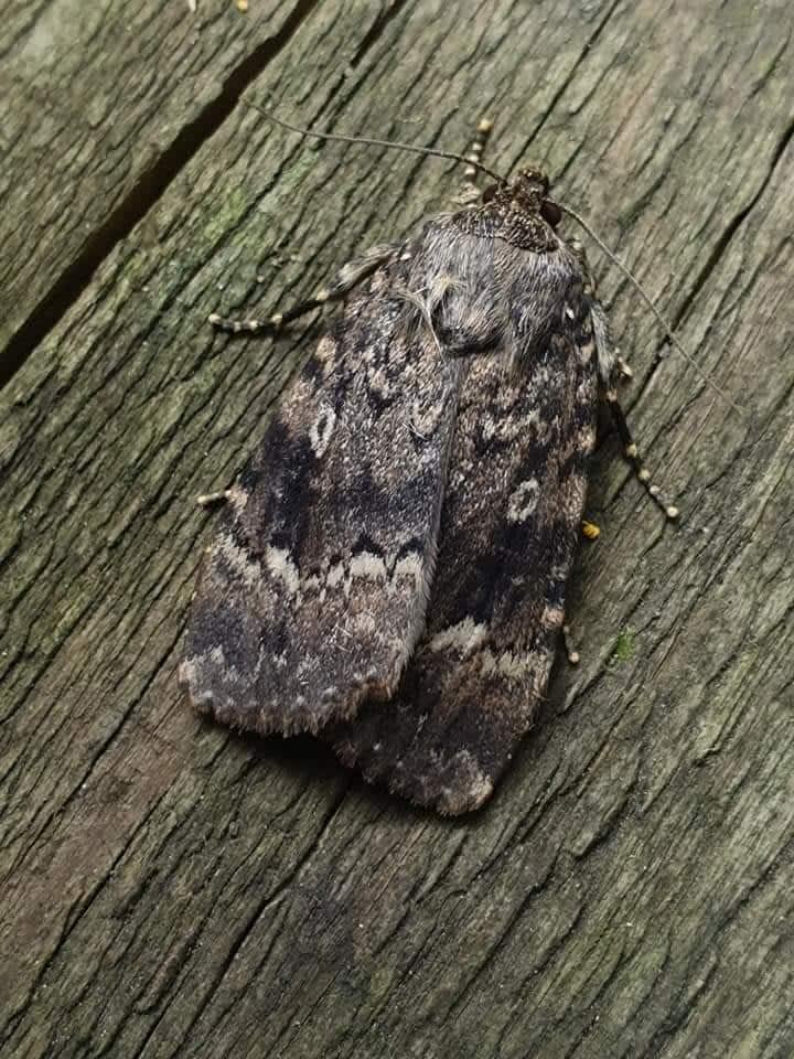 Svensson's Copper Underwing | Kent Moths