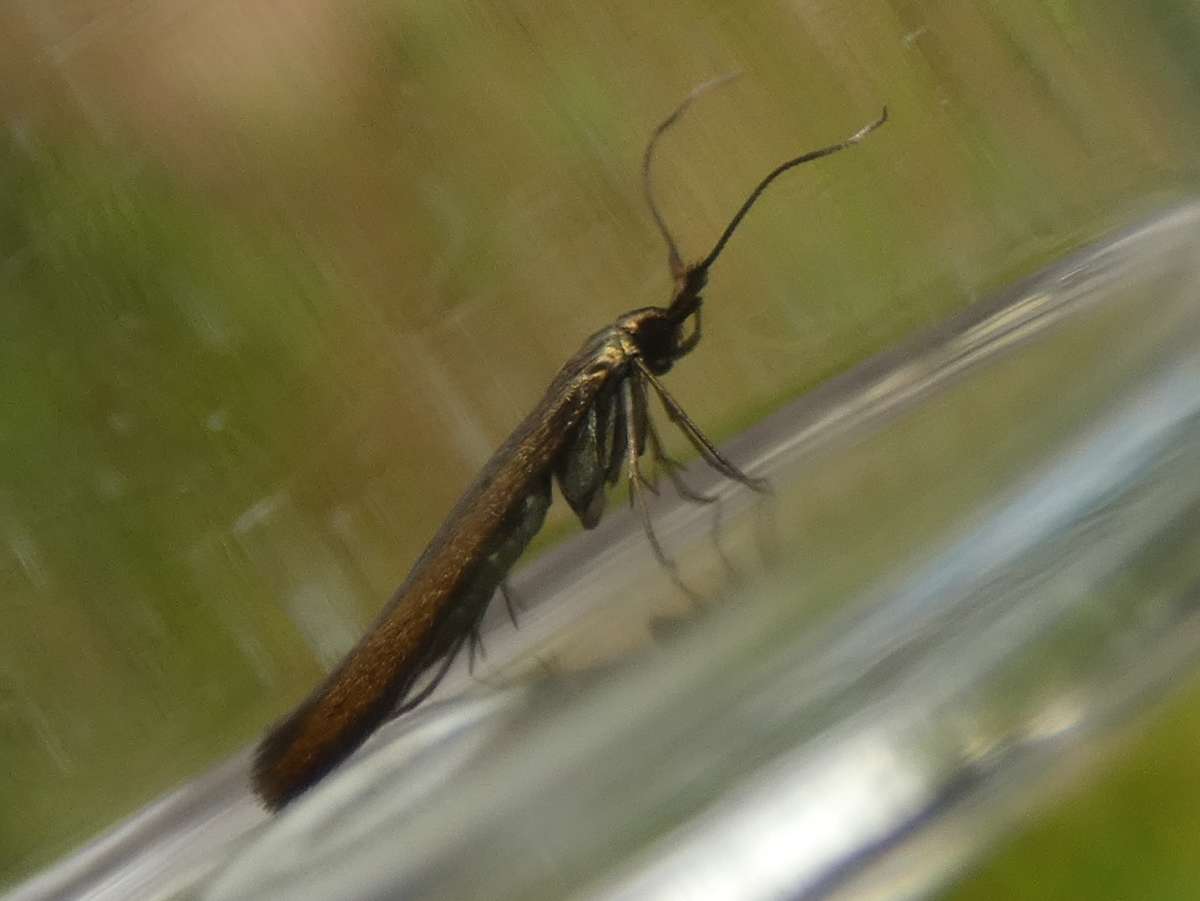 Red-clover Case-bearer (Coleophora deauratella) photographed at Lyminge  by Tony King
