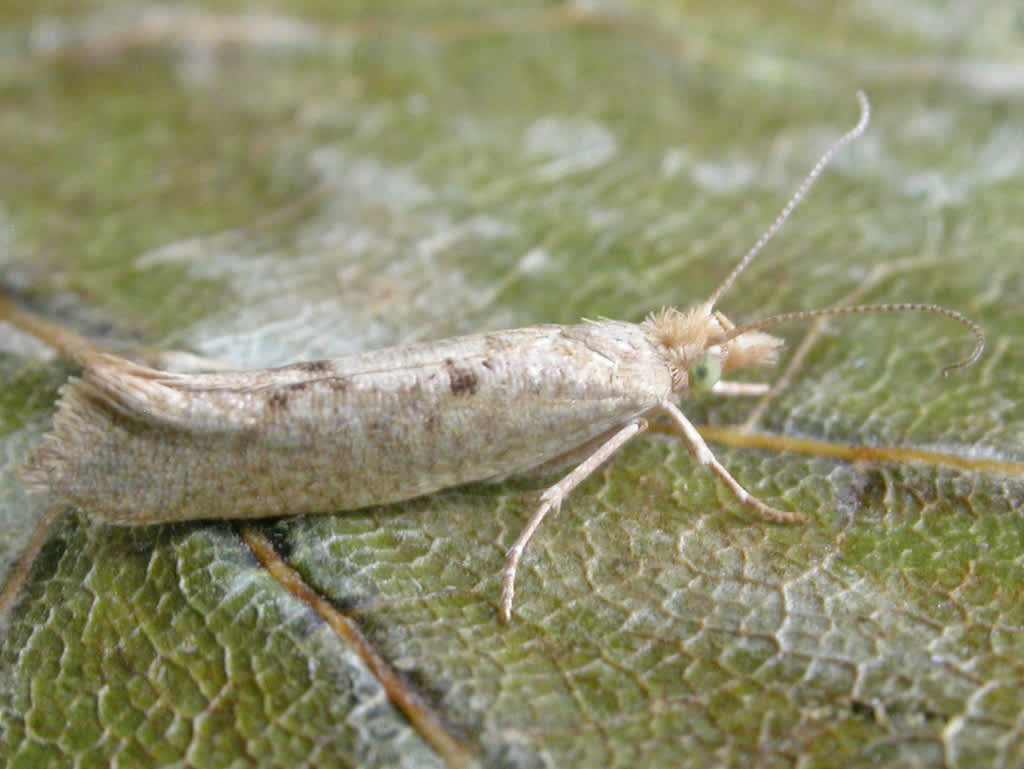 Barred Smudge (Ypsolopha alpella) photographed in Kent by David Beadle 