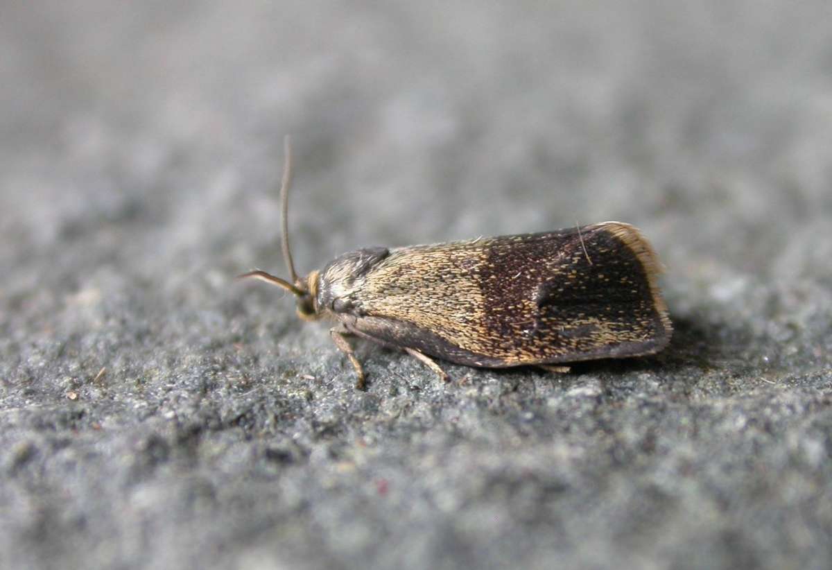 Brindled Tortrix (Ptycholoma lecheana) photographed in Kent by Ross Newham 