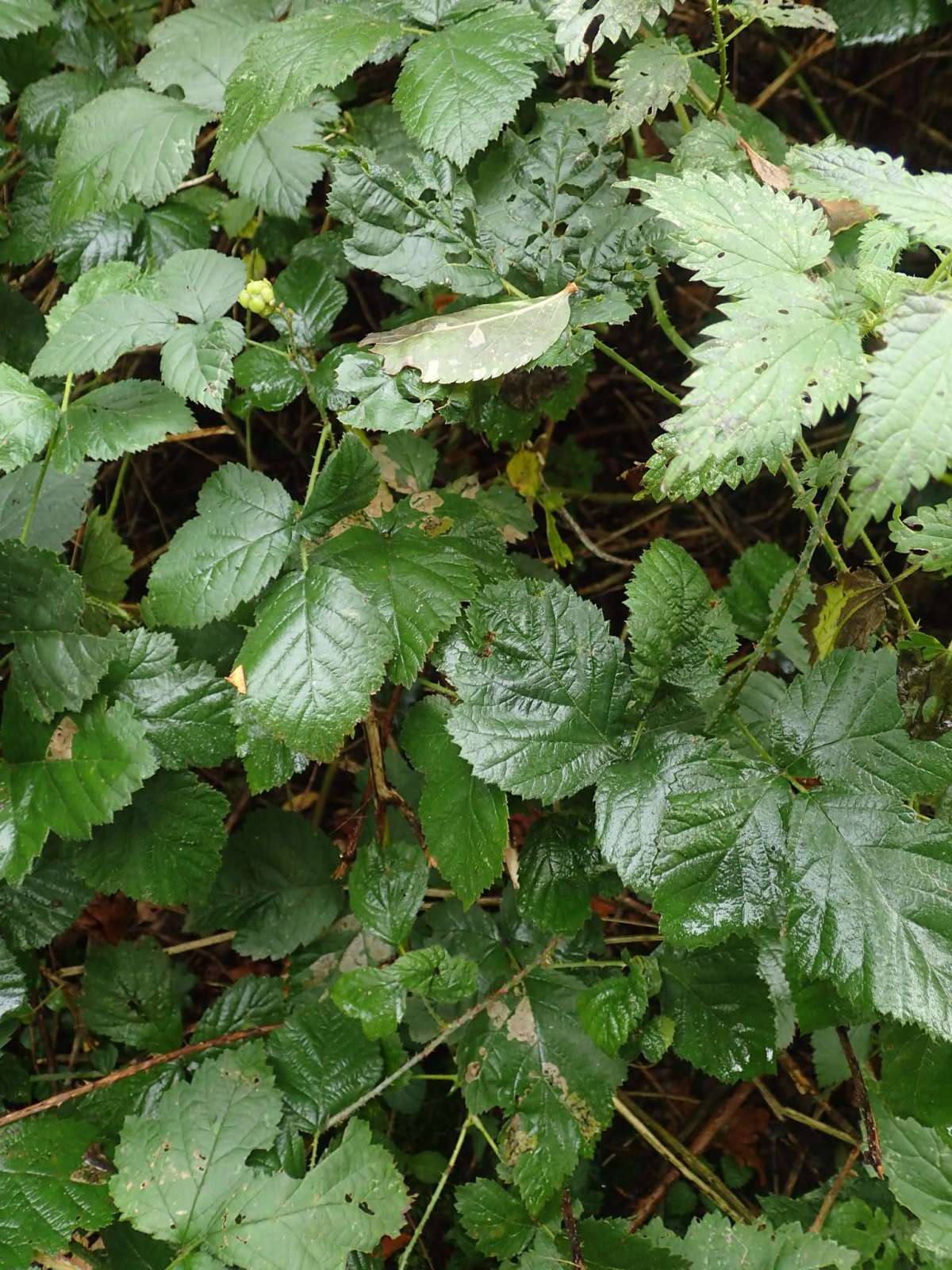 Dewberry Pigmy (Ectoedemia rubivora) photographed in Kent by Dave Shenton 