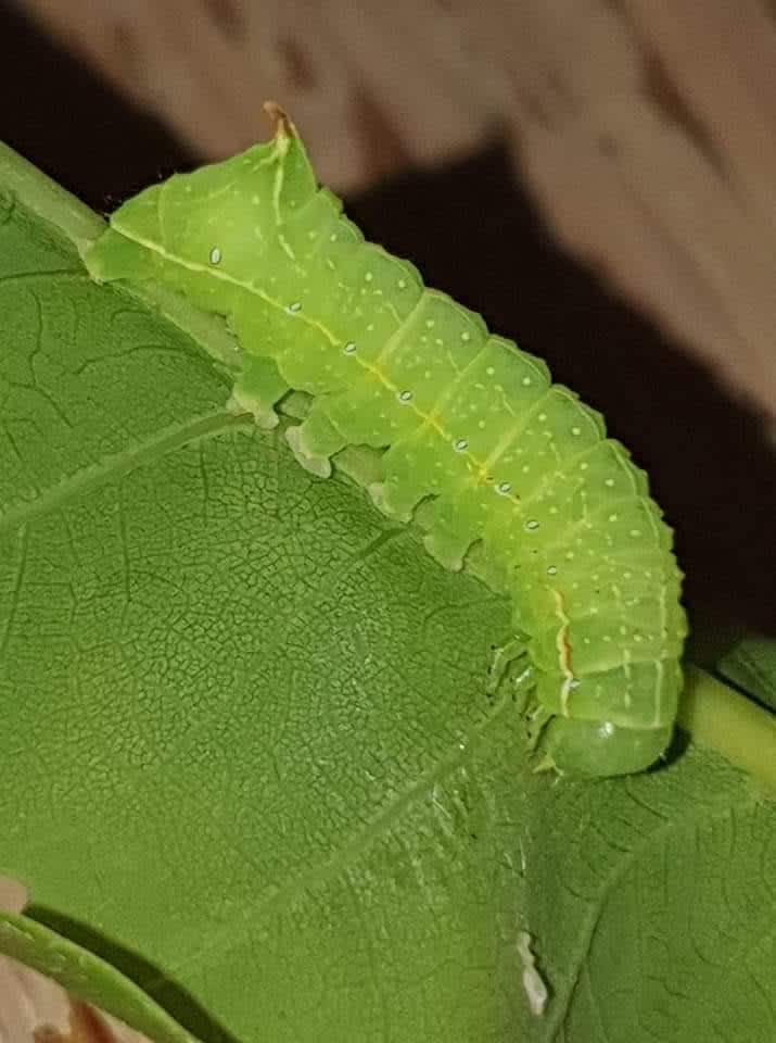 Svensson's Copper Underwing Kent Moths