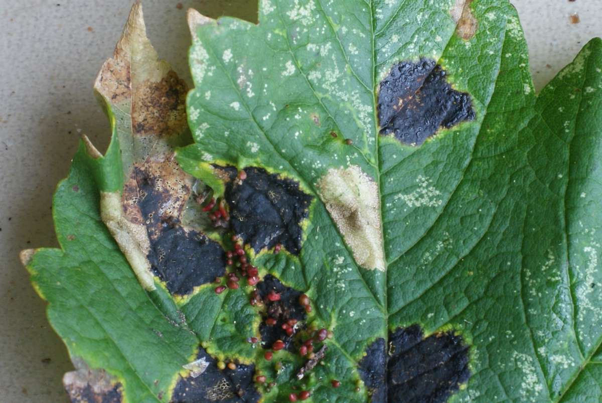 Sycamore Midget (Phyllonorycter geniculella) photographed at Goodnestone  by Dave Shenton