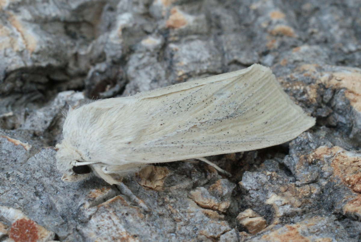 Large Wainscot (Rhizedra lutosa) photographed in Kent by Dave Shenton 