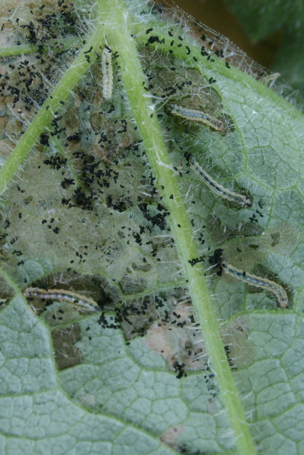 Garden Lance-wing (Epermenia chaerophyllella) photographed at Aylesham  by Dave Shenton 