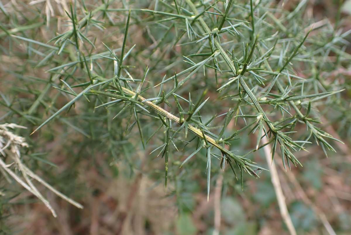 Gorse Midget (Phyllonorycter ulicicolella) photographed at Sevenoaks by Oliver Bournat