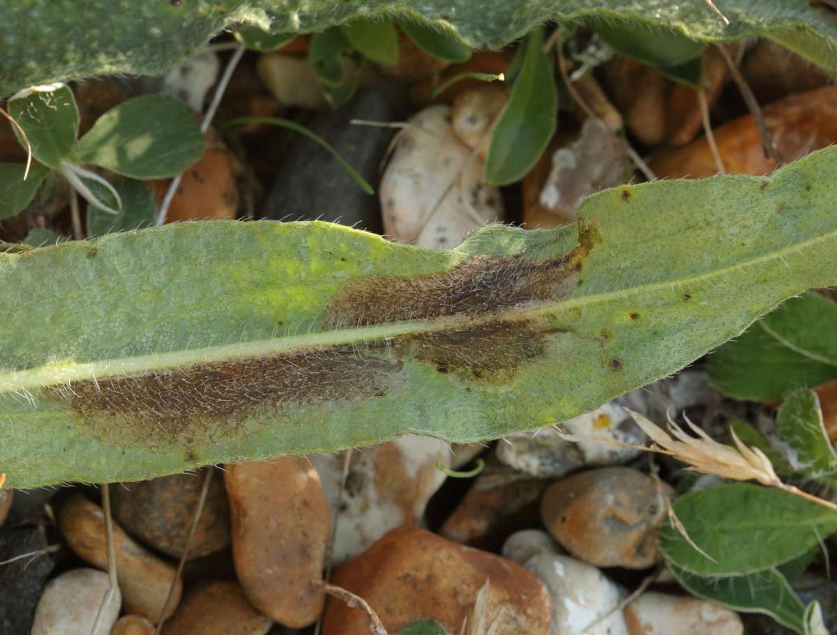 Echium Leaf-miner (Dialectica scalariella) photographed in Kent by Will Langdon 