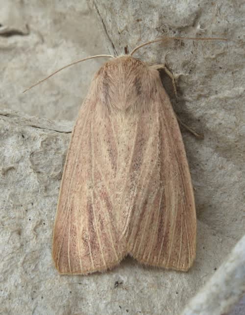 Striped Wainscot (Mythimna pudorina) photographed in Kent by Andrew Stanger