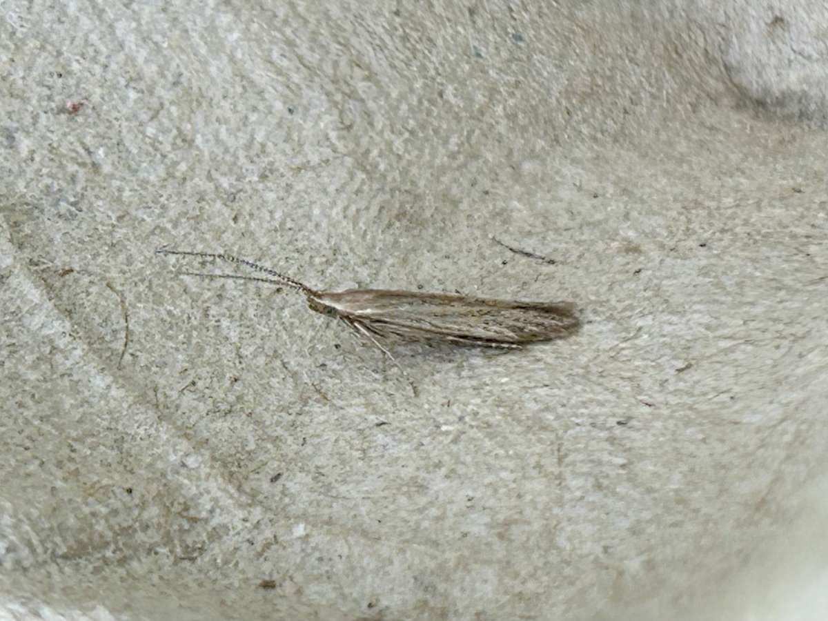 Speckled Case-bearer (Coleophora sternipennella) photographed at Aylesham  by Dave Shenton