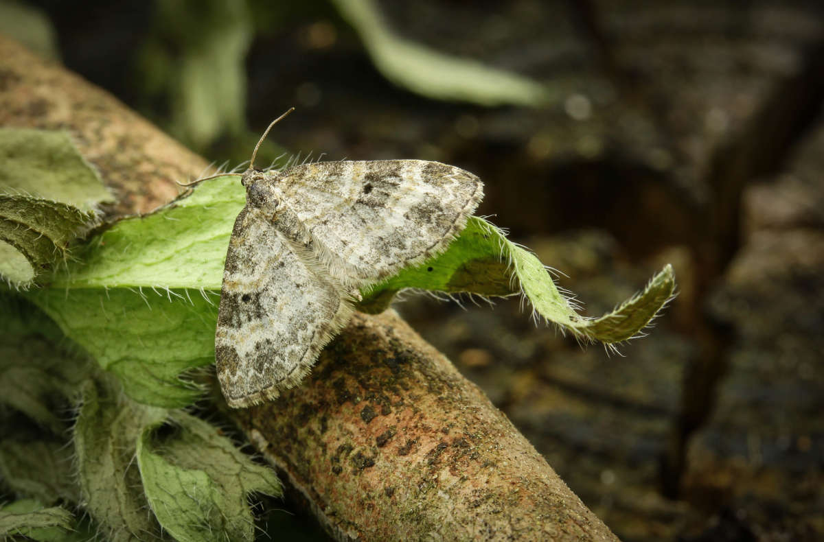 Small Seraphim (Pterapherapteryx sexalata) photographed in Kent by Carol Strafford 