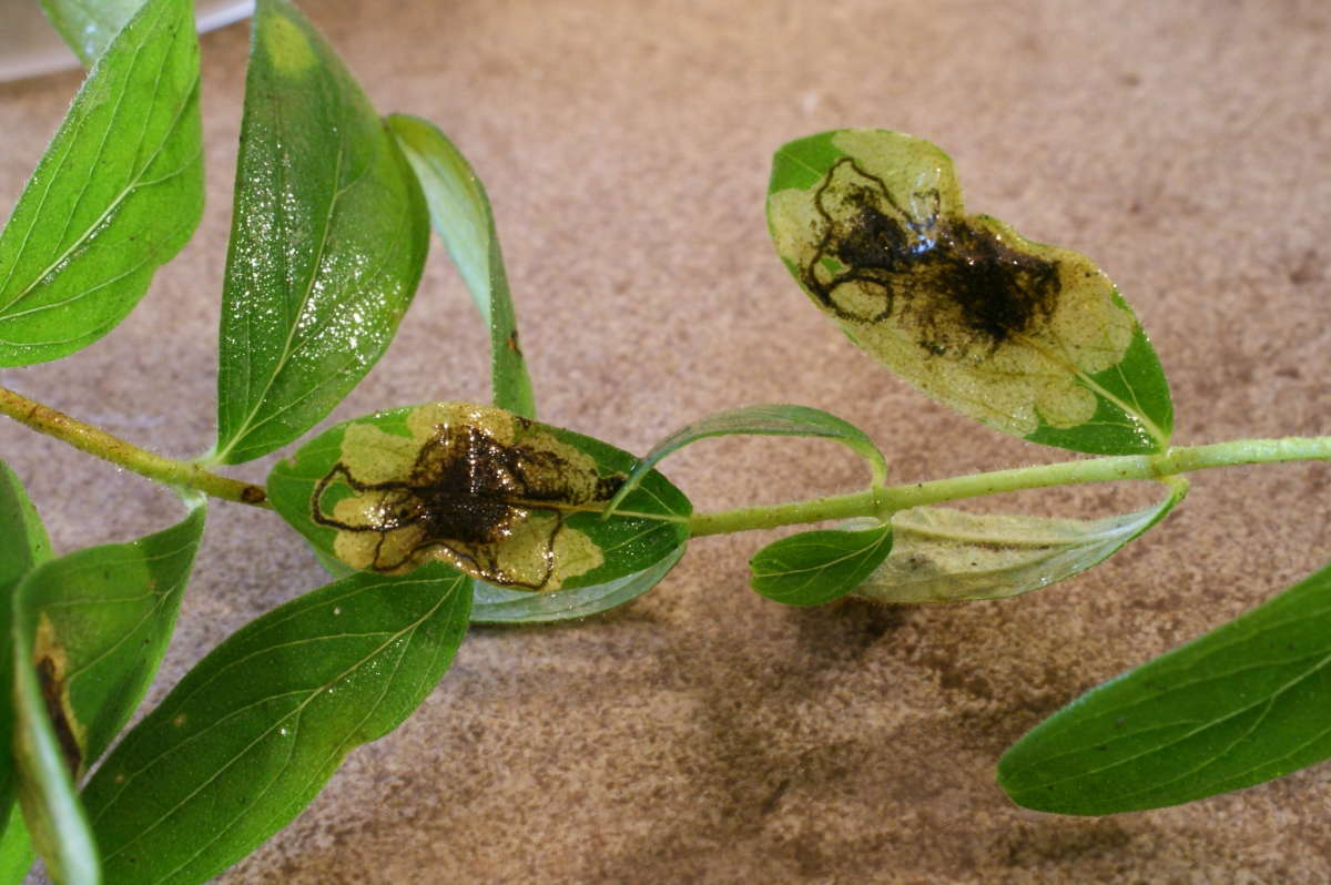 Hypericum Pigmy (Ectoedemia septembrella) photographed in Kent by Dave Shenton 