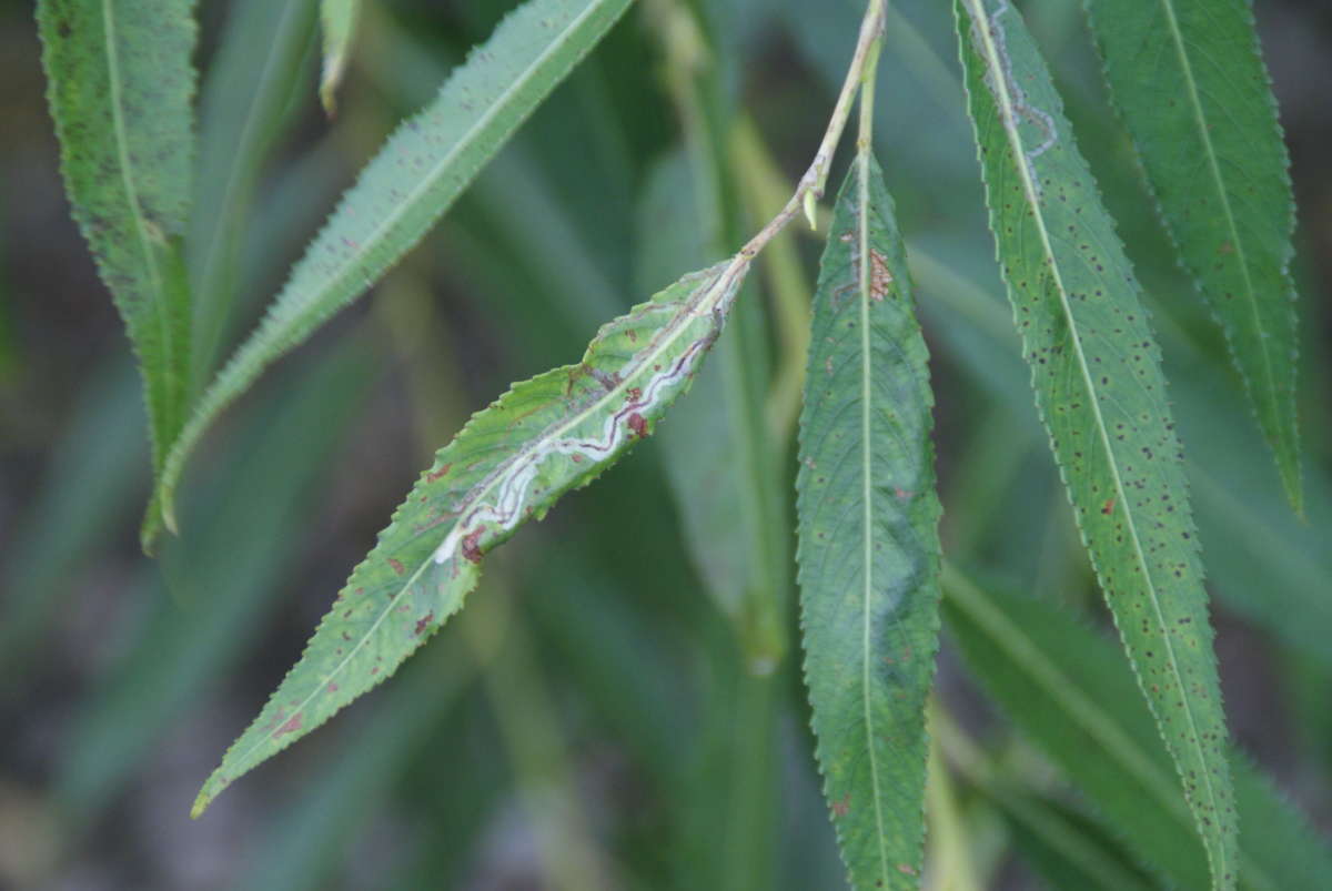 Willow Bent-wing (Phyllocnistis saligna) photographed in Kent by Dave Shenton 