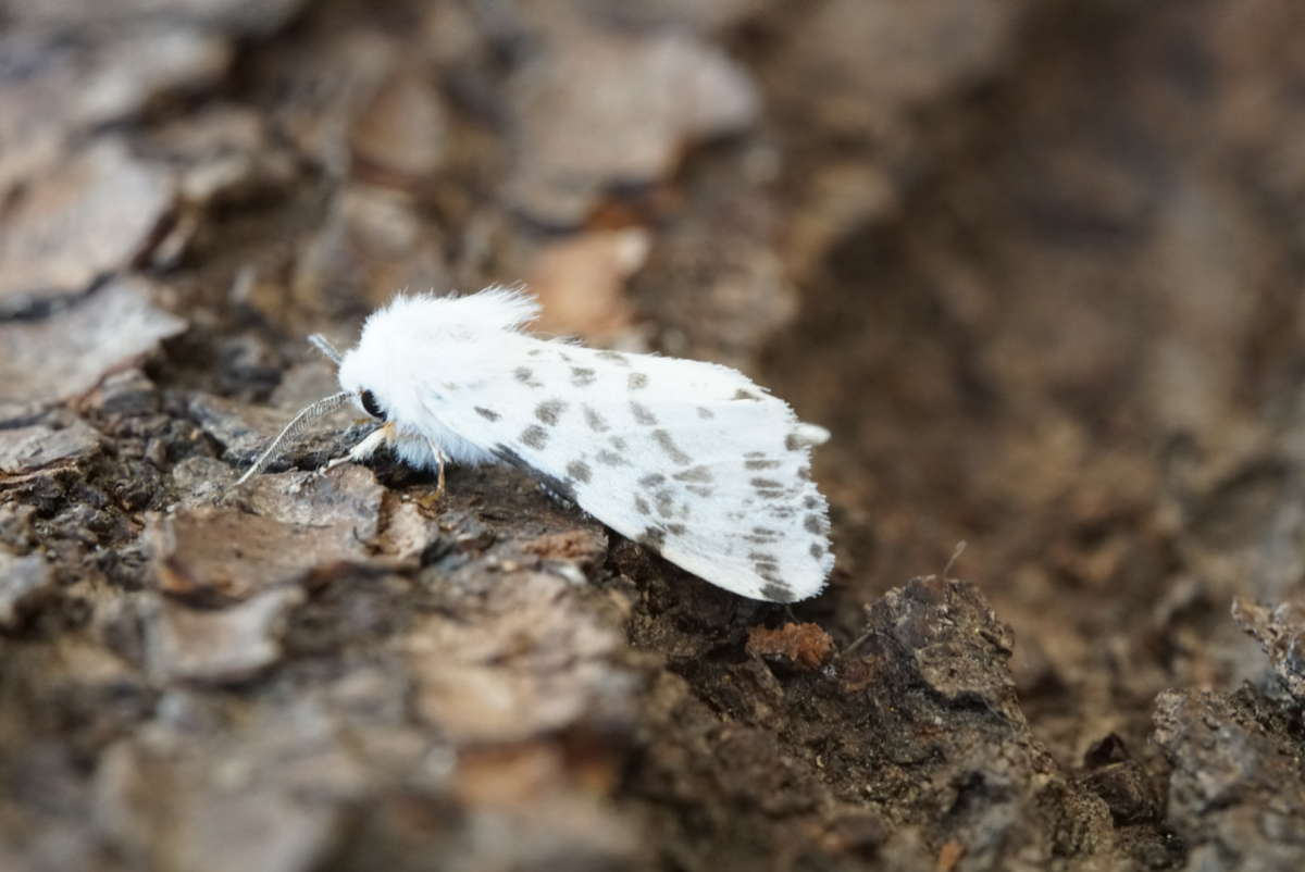 Autumn Webworm (Hyphantria cunea) photographed in Kent by Dave Shenton 