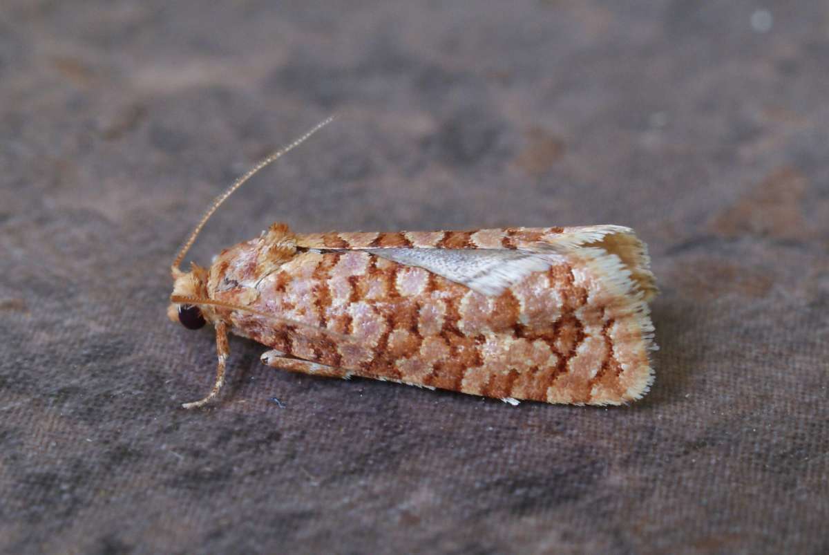 Orange Pine Tortrix (Lozotaeniodes formosana) photographed at Aylesham  by Dave Shenton 