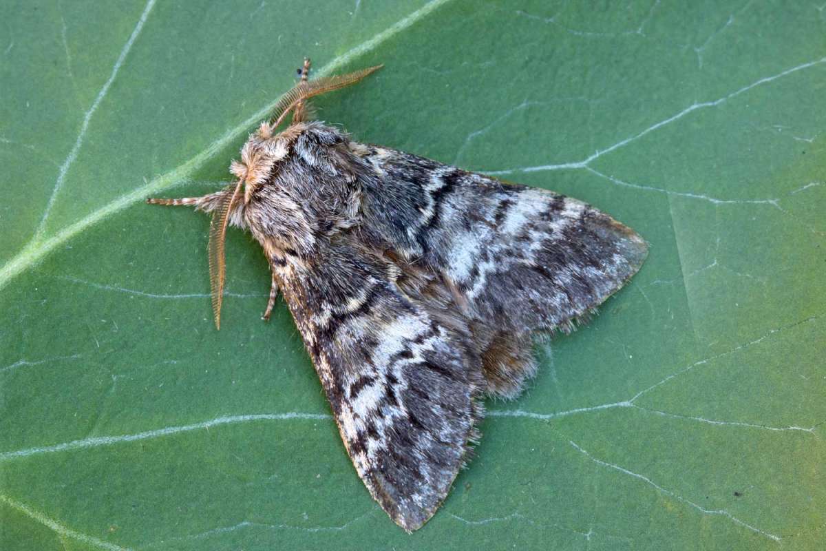 Lunar Marbled Brown (Drymonia ruficornis) photographed at Boughton-under-Blean by Peter Maton