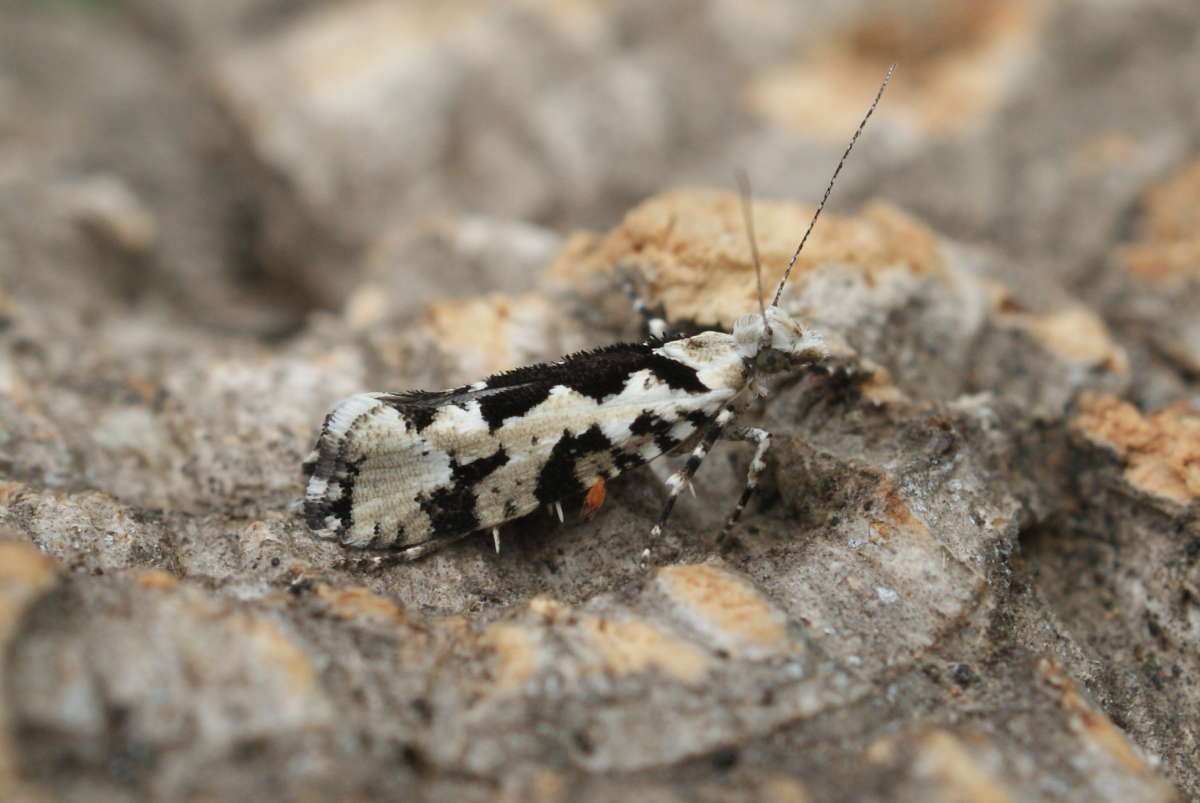 Pied Smudge (Ypsolopha sequella) photographed in Kent by Dave Shenton