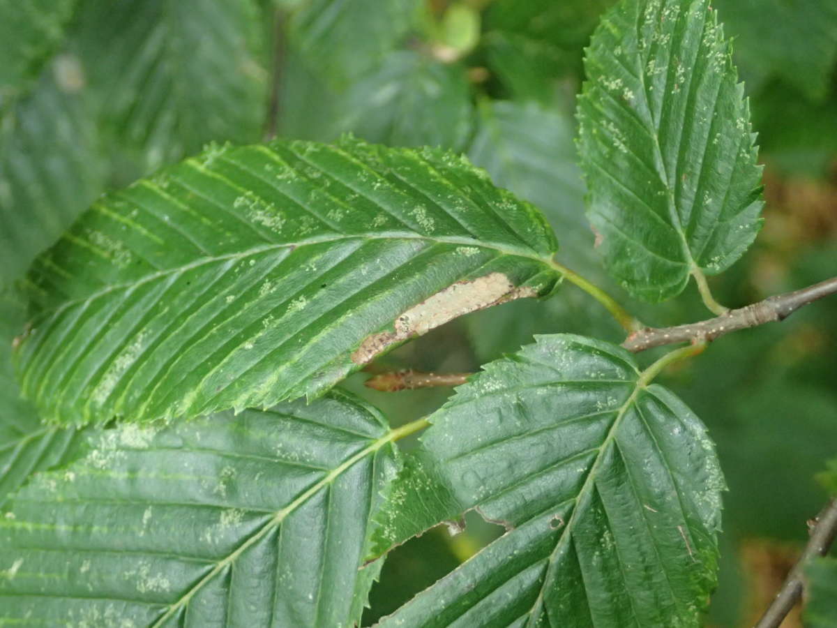 Hornbeam Slender (Parornix carpinella) photographed at Jumping Downs LNR by Dave Shenton 