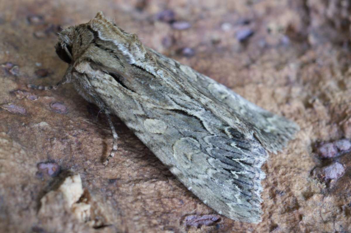 Dark Arches (Apamea monoglypha) photographed at Aylesham  by Dave Shenton 