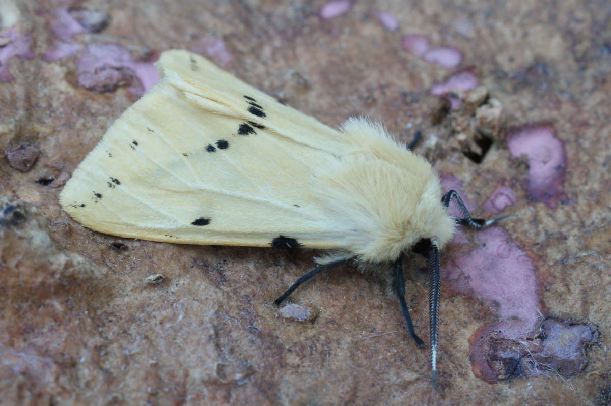 Buff Ermine (Spilosoma lutea) photographed at Aylesham  by Dave Shenton 