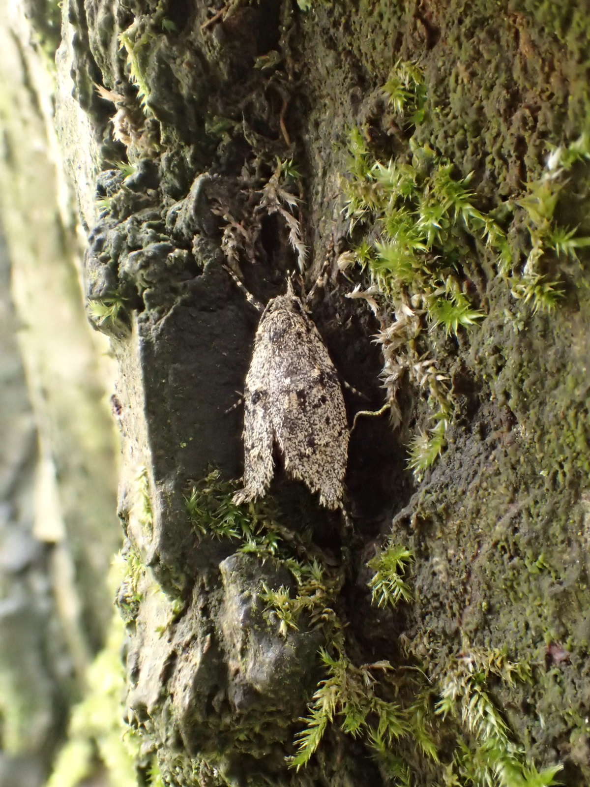 March Tubic (Diurnea fagella) photographed at Jumping Downs LNR by Dave Shenton 