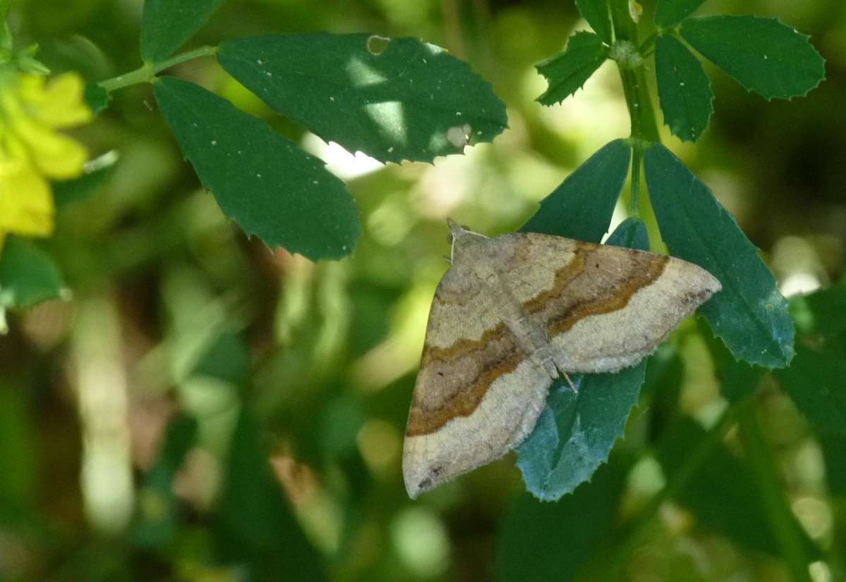 Shaded Broad-bar (Scotopteryx chenopodiata) photographed in Kent by Allan Ward