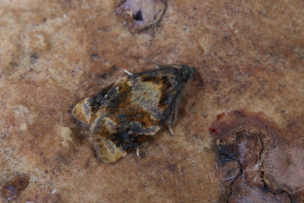 Red-barred Tortrix (Ditula angustiorana) photographed at Aylesham  by Dave Shenton 