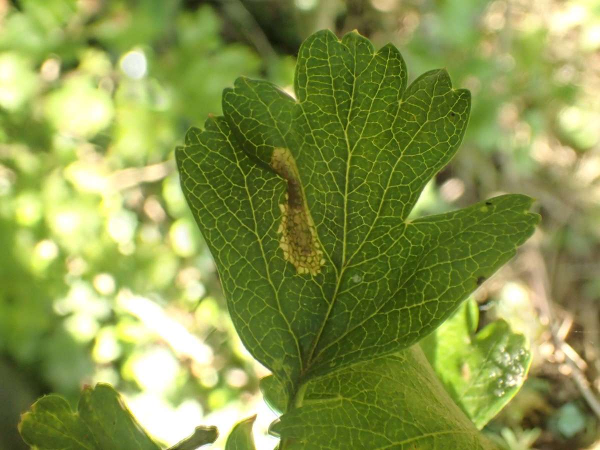 Common Thorn Midget (Phyllonorycter oxyacanthae) photographed at Aylesham  by Dave Shenton 