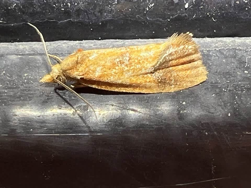 Knapweed Conch (Agapeta zoegana) photographed in Kent by Adrian Preston