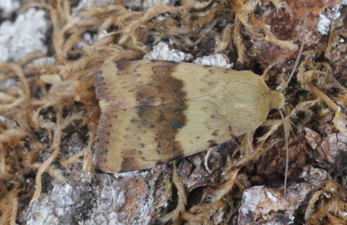 Marbled Clover (Heliothis viriplaca) photographed in Kent by Dave Shenton 