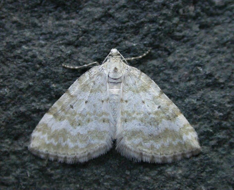 Grass Rivulet (Perizoma albulata) photographed at Bore Place  by Ross Newham 