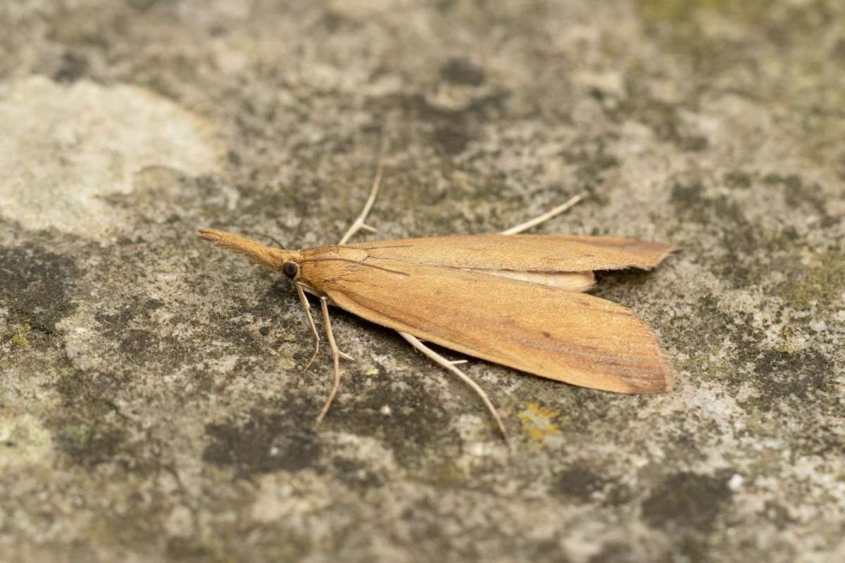 Giant Water-veneer (Schoenobius gigantella) photographed in Kent by Alex Perry 