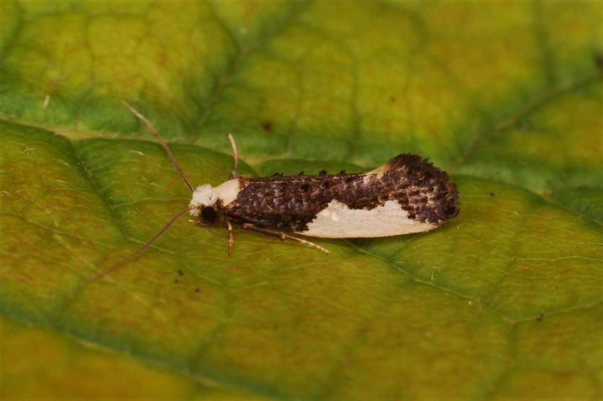 White-blotched Clothes Moth (Monopis monachella) photographed in Kent by Antony Wren