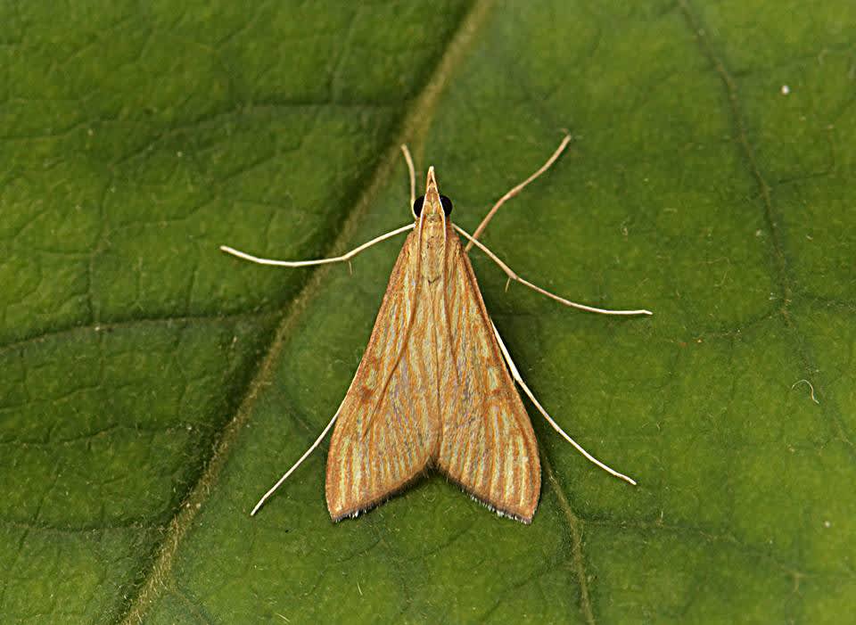 Spanish Dot (Antigastra catalaunalis) photographed in Kent by Simon Warry