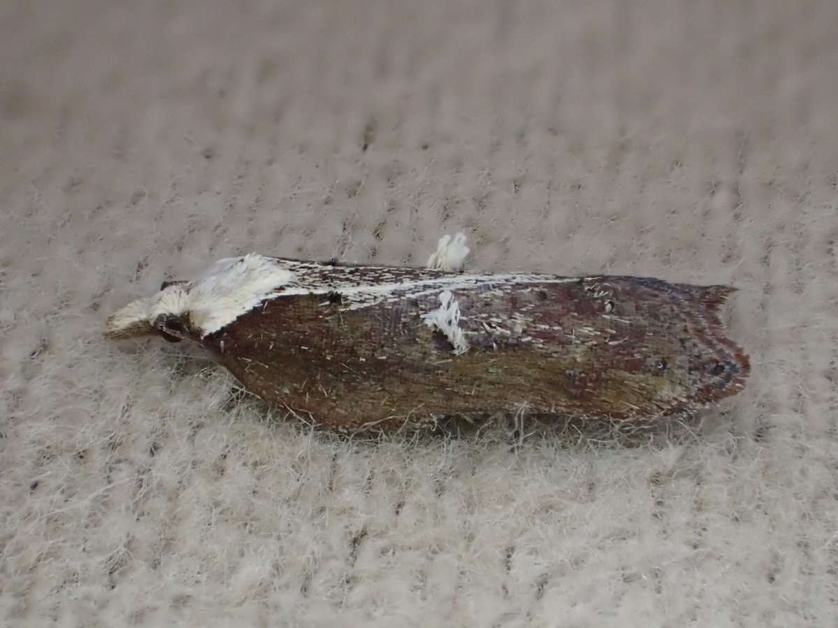 Tufted Button (Acleris cristana) photographed at SBBO by Ian Hunter