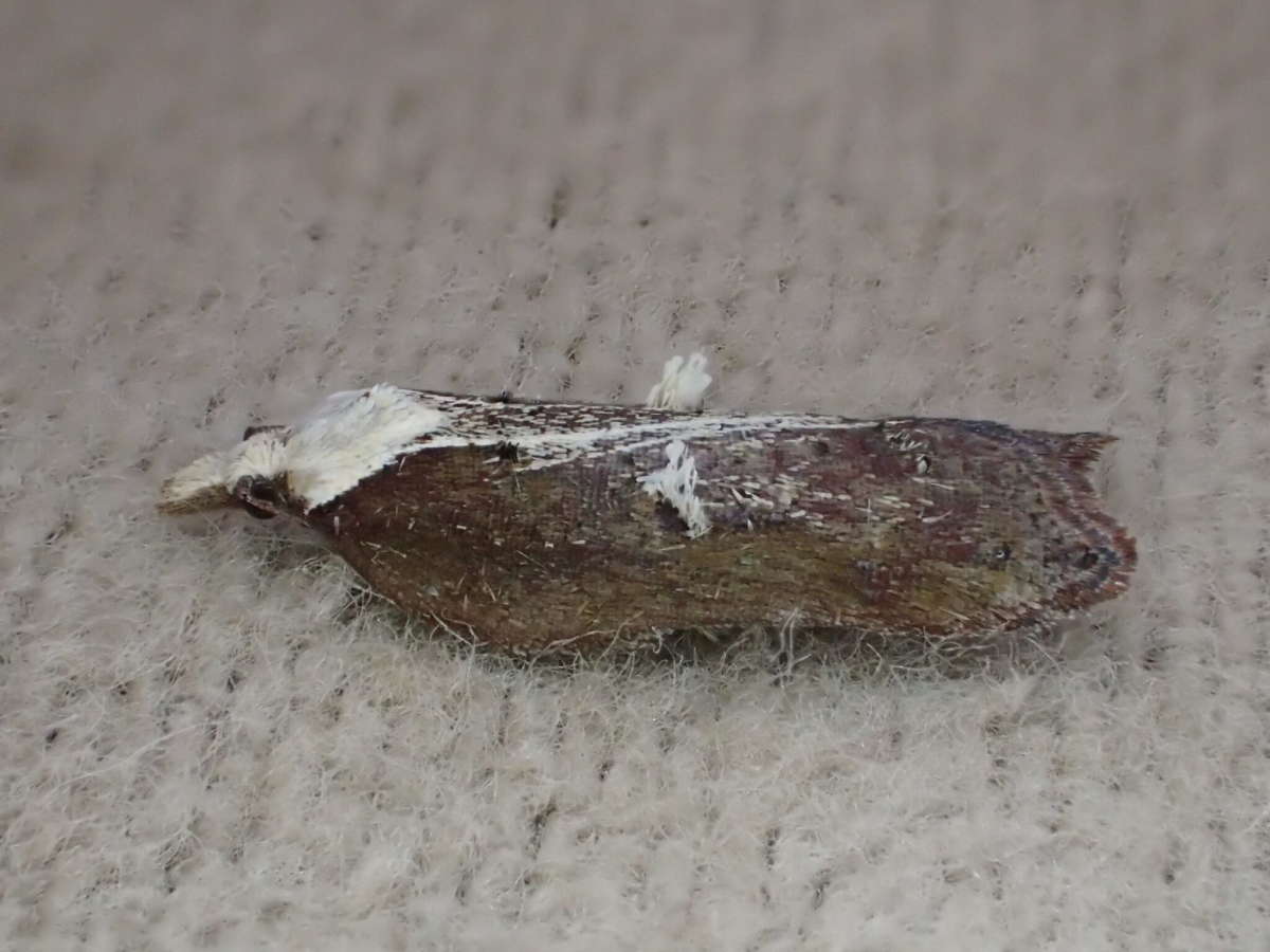 Tufted Button (Acleris cristana) photographed at SBBO by Ian Hunter