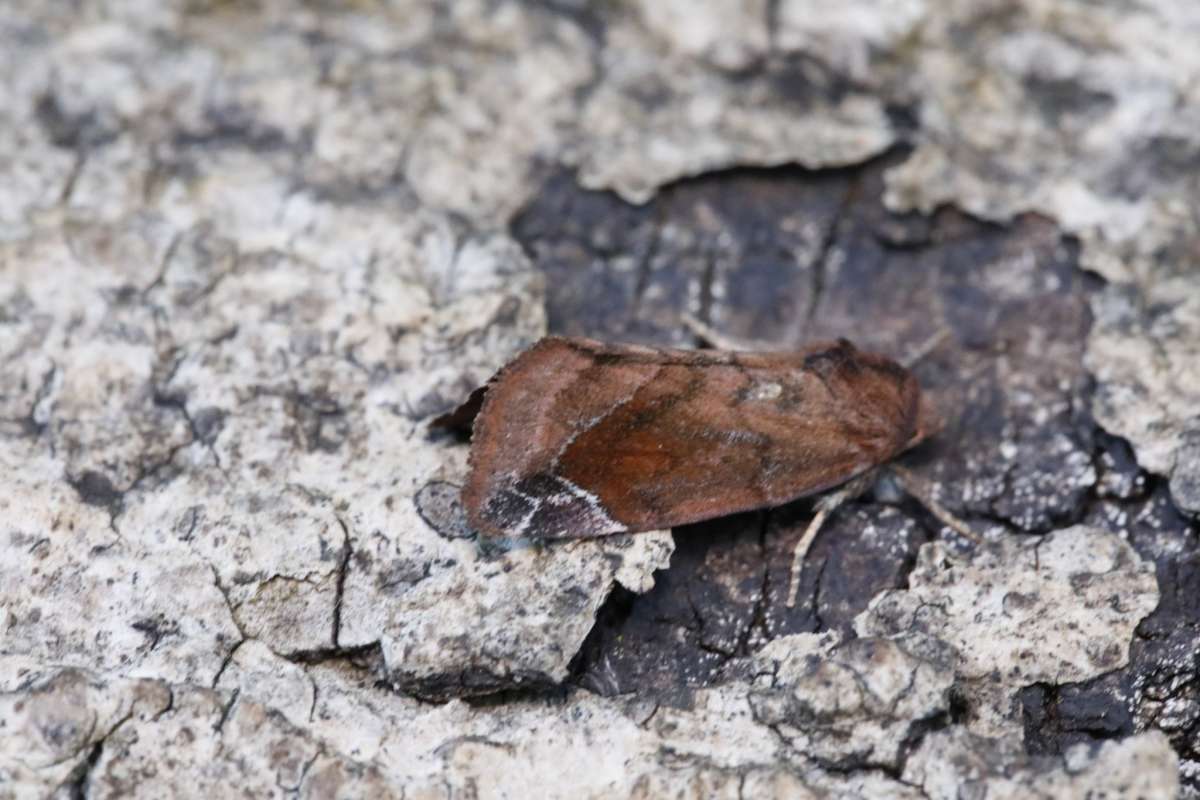 Lunar-spotted Pinion (Cosmia pyralina) photographed in Kent by Dennis Tayler