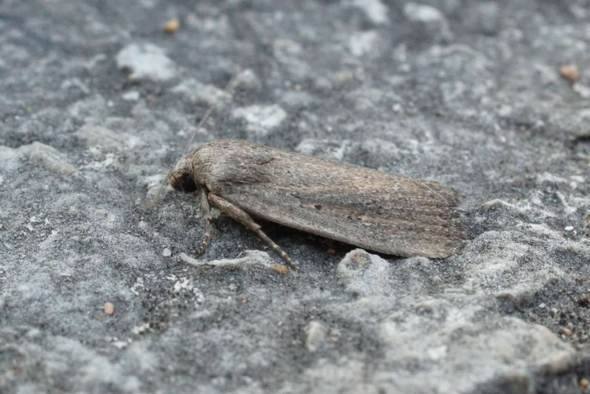 Porter's Rustic (Athetis hospes) photographed in Kent by Dave Shenton 