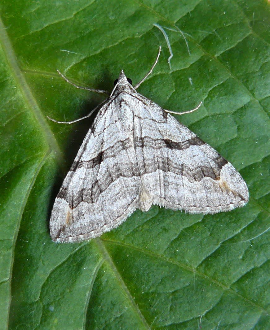 Lesser Treble-bar (Aplocera efformata) photographed at Grain by Fred Butcher