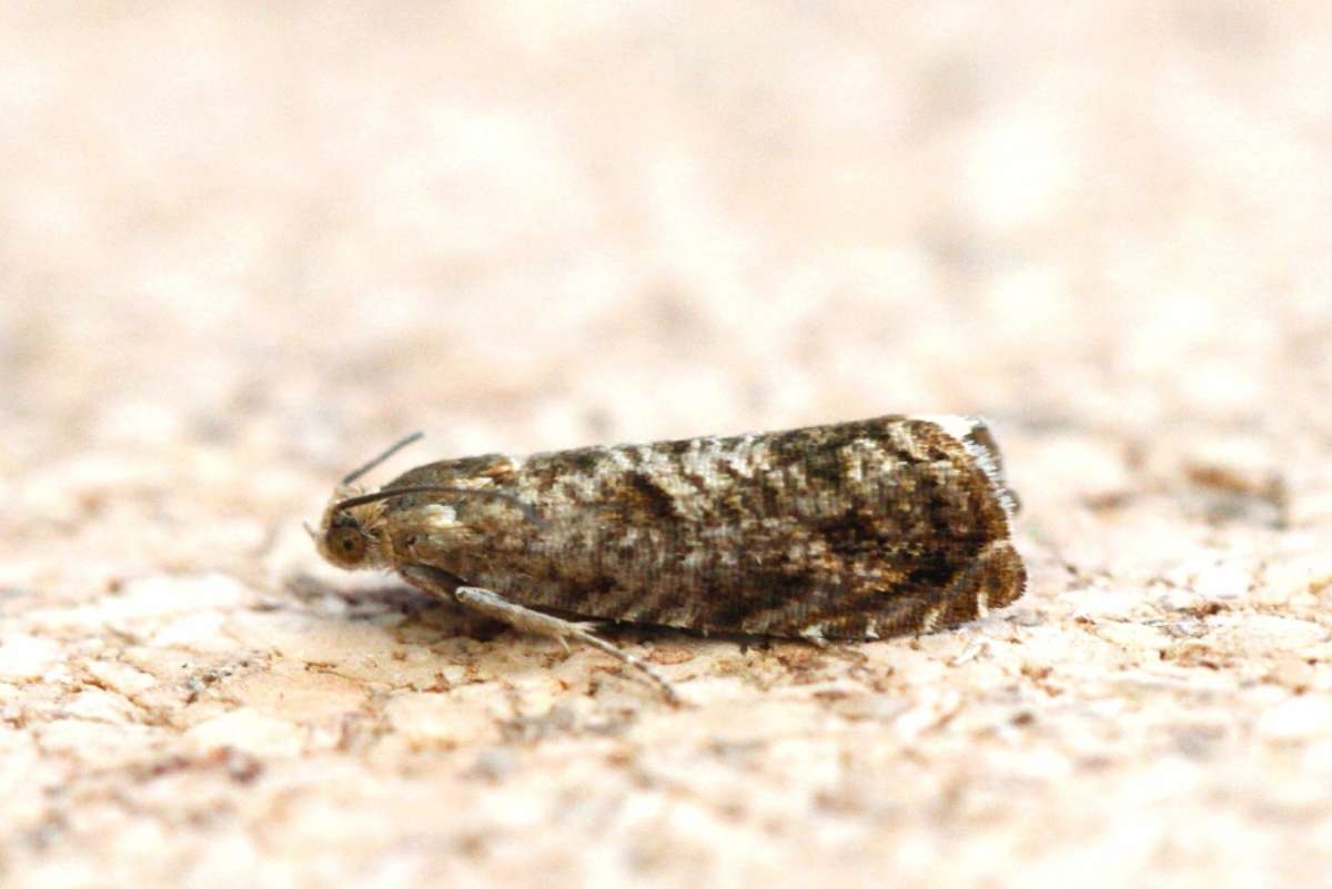 Kent Fruit Piercer (Grapholita lobarzewskii) photographed in Kent by Josh Jones 