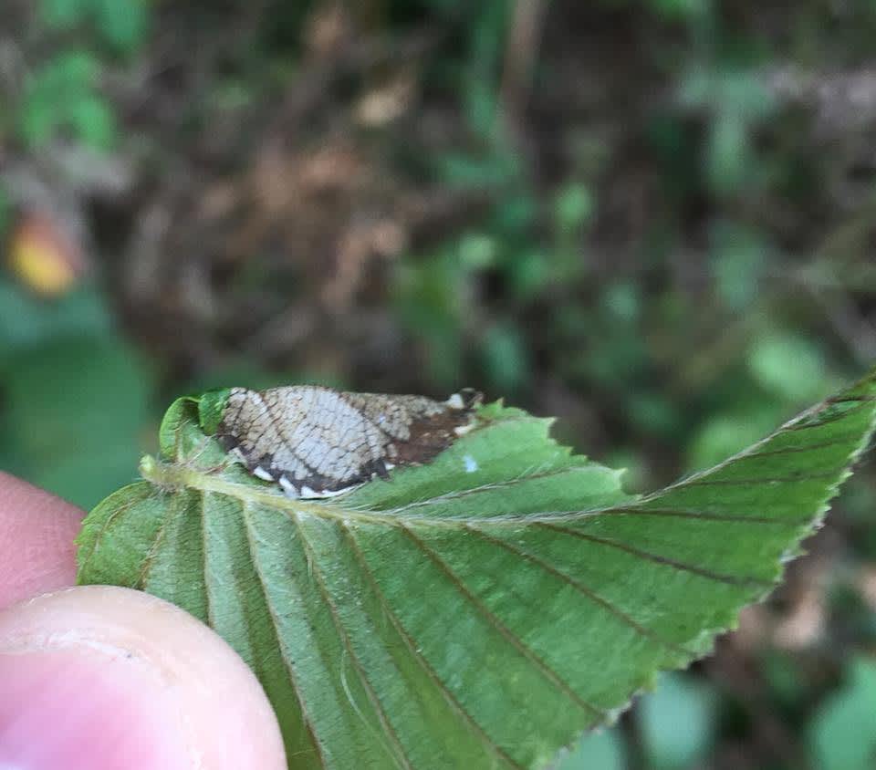 Hornbeam Slender (Parornix carpinella) photographed in Kent by Andy Millar