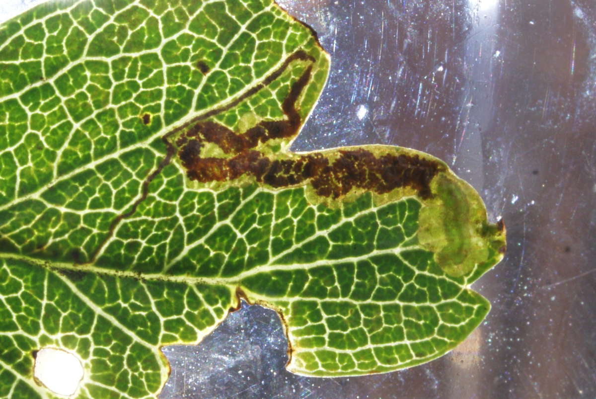 Common Thorn Pigmy (Stigmella crataegella) photographed at Aylesham  by Dave Shenton 